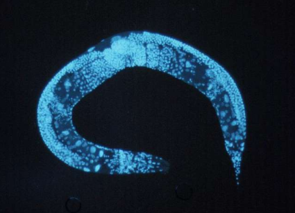 An adult nematode, of the Caenorhabditis elegans species, stained with a fluorescent blue for visibility under a microscope. (Photo By: National Institute of Health).